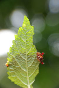 Close-up of insect on leaf