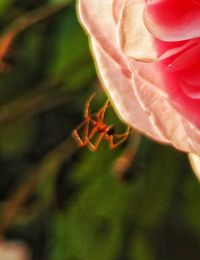 Close-up of red flower blooming outdoors