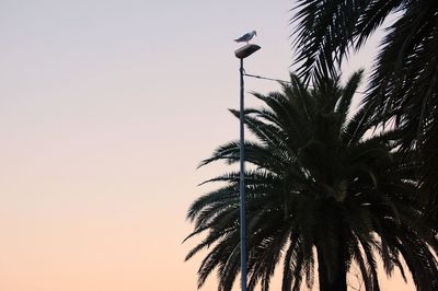 Low angle view of silhouette palm tree against clear sky