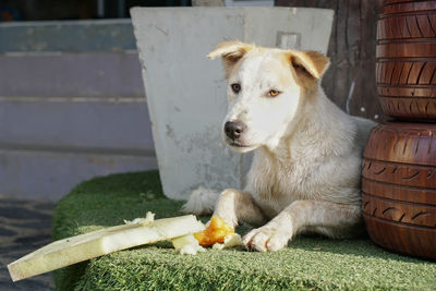 Dog eating food