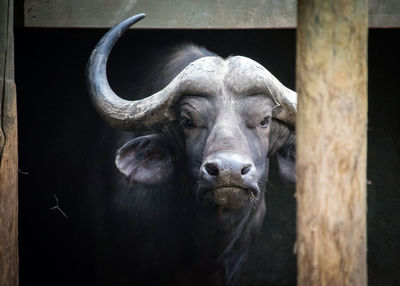 Portrait of a cape buffalo wearily eyeing interlopers at safari west.