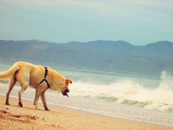 Horse standing on beach