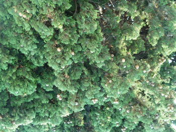 Full frame shot of plants