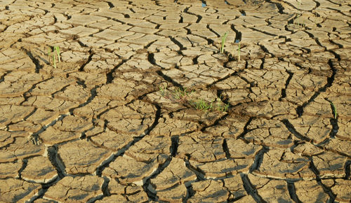 Close-up of cracked land