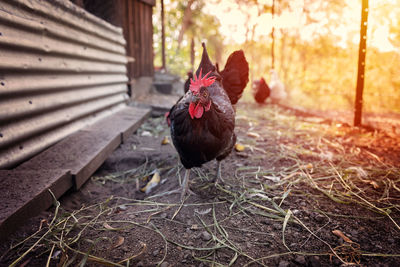 Close-up of rooster