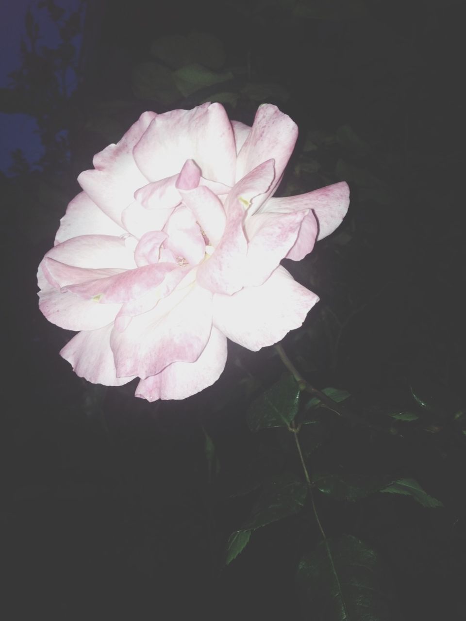 flower, petal, fragility, flower head, freshness, beauty in nature, growth, pink color, single flower, close-up, nature, blooming, plant, black background, in bloom, studio shot, blossom, night, no people, pink