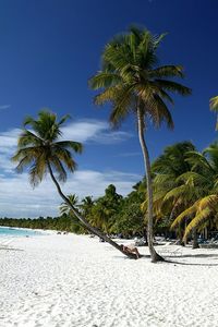 Palm trees on beach against sky