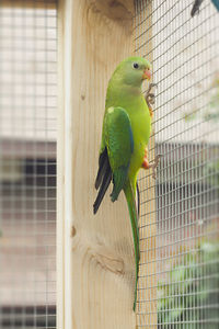 Bird perching in cage