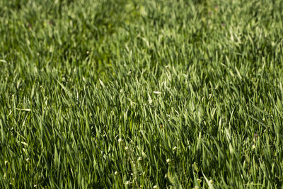 Full frame shot of green plants on field