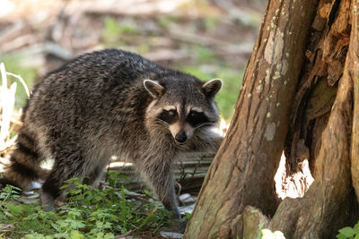 Young raccoon procyon lotor marinus forages for food in naples florida among the forest.