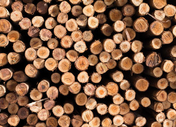 Full frame shot of logs in forest