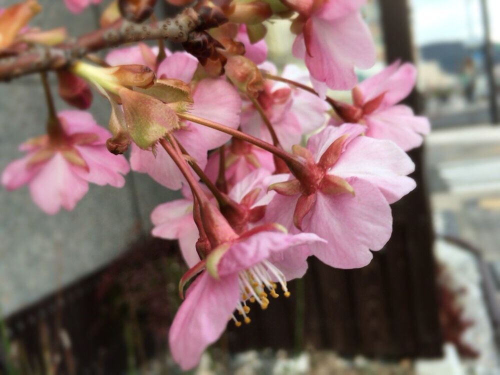 CLOSE-UP OF PINK FLOWERS BLOOMING ON BRANCH