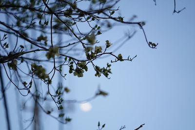 Low angle view of tree branch against sky