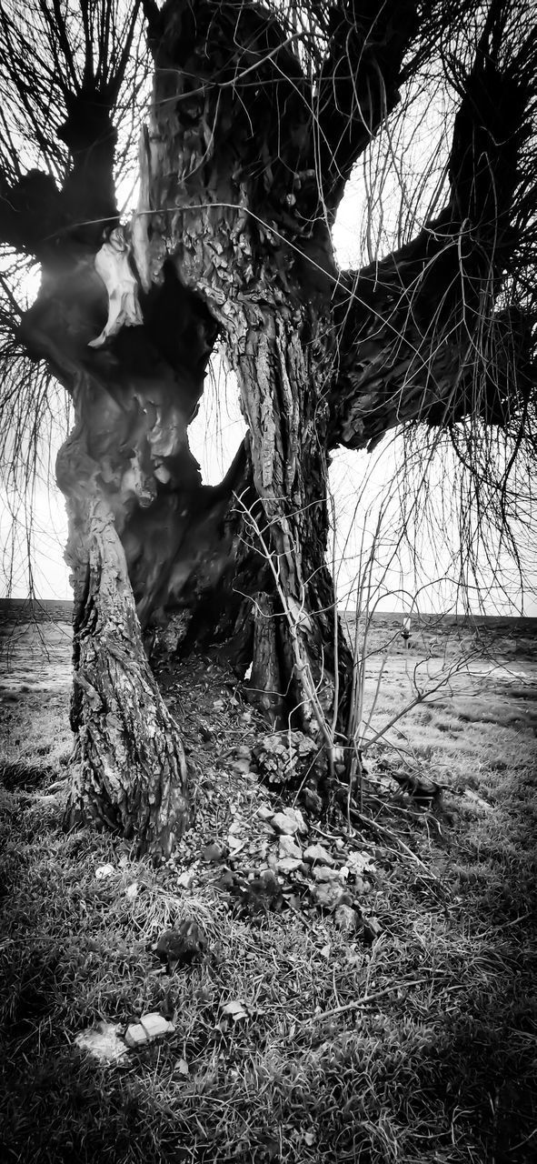 VIEW OF TREE IN FOREST