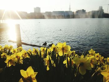 Close-up of flowers in pond