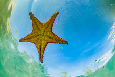 Starfish from underneath