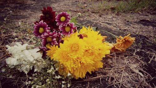 Close-up of yellow flowers