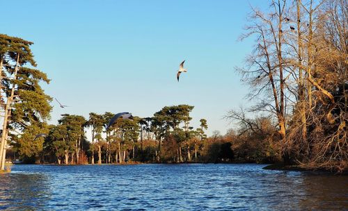 Bird flying over lake against clear sky