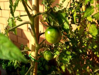 Apple growing on tree