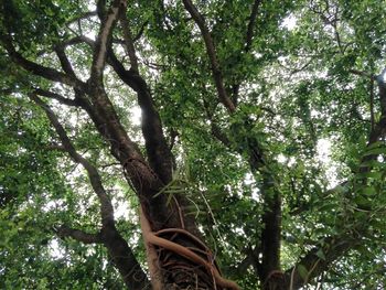 Low angle view of trees in forest against sky