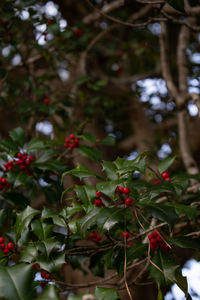 Close-up of red berries growing on tree