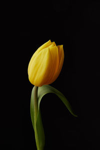 Close-up of yellow flower against black background