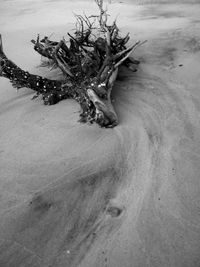 High angle view of tree on beach