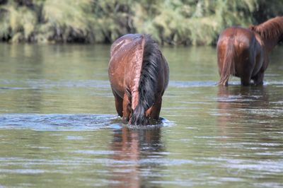 Horse drinking water in lake