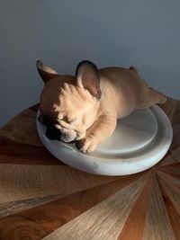 High angle view of a dog on table