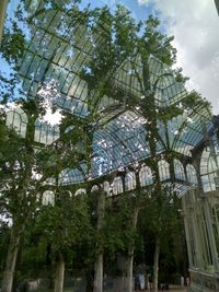 Low angle view of trees in park