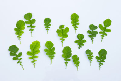 Leaves against white background