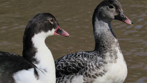 Close-up of duck