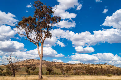 Trees on landscape against sky