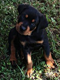 Portrait of dog on grassy field