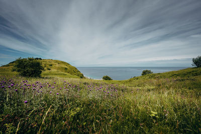 Scenic view of grassy field against sky