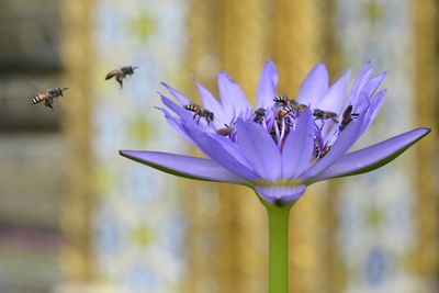 Close-up of insect on purple flower