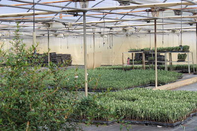 Plants growing in greenhouse