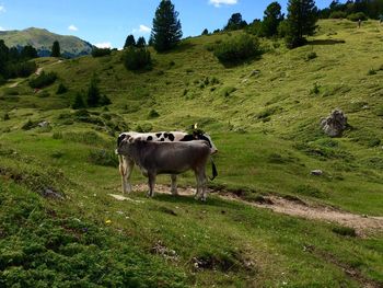 Cows grazing on field