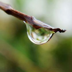 Close-up of plant against blurred background