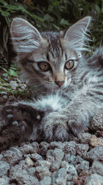 Close-up portrait of a cat