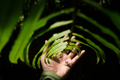 Midsection of person holding leaves