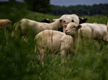 Sheep graze in a field in lancaster county, pa.