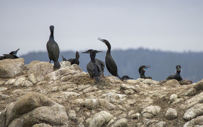 Flock of birds perching on rock