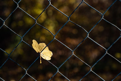 Close-up of dry maple leaf on chainlink fence