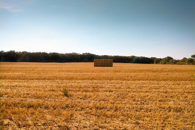 Scenic view of field against clear sky