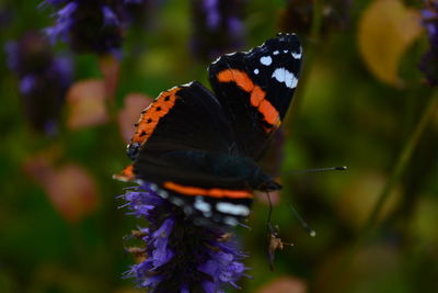 Close-up of butterfly pollinating on flower