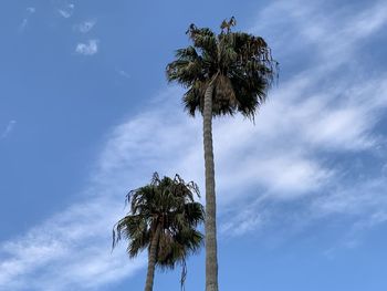 Low angle view of coconut palm tree against sky