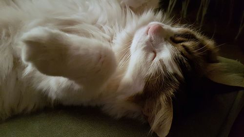 Close-up of cat relaxing at home