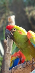 Close-up of parrot perching on branch