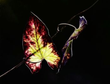 Close-up of leaf over black background